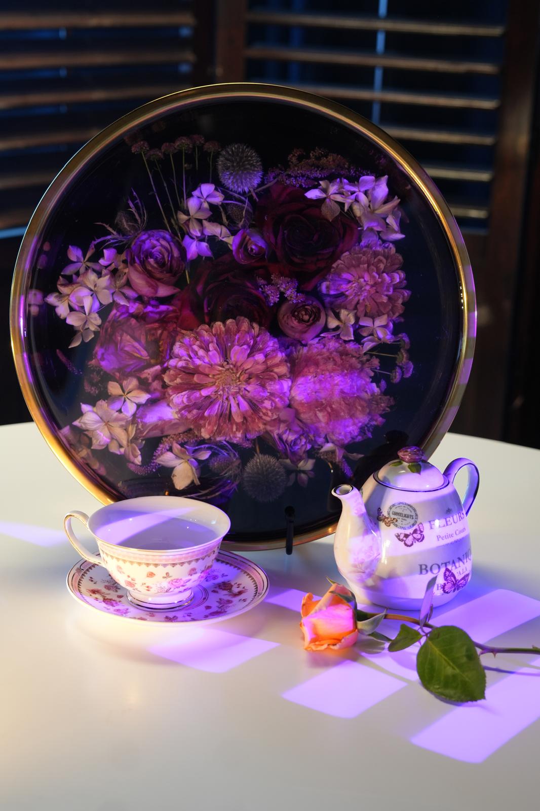 Velvet Midnight Bloom | Botanical Collection